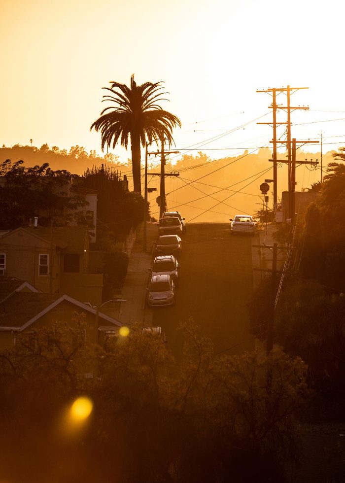 A Los Angeles street lined with a palm tree at golden hour